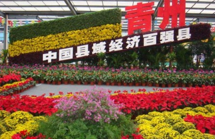 山東濰坊青州市：花卉產(chǎn)業(yè)蓬勃發(fā)展 致富之花更艷麗