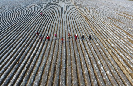 湖北襄陽(yáng)：破膜放苗春管忙