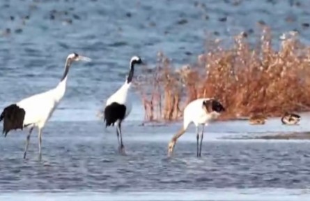 【奮進(jìn)新征程 建功新時代】山東：提高生物多樣性 加快創(chuàng)建黃河口國家公園?