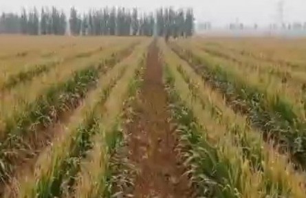 山東：系統(tǒng)推廣大豆玉米帶狀復(fù)合種植技術(shù) 維護(hù)國家糧油安全