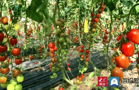 山東泰安高新區(qū)房村鎮(zhèn)：西紅柿種出“紅火”鄉(xiāng)村振興路