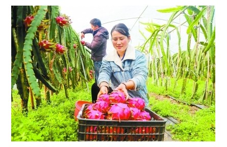 江蘇南京：守牢糧食安全底線，全面推進(jìn)鄉(xiāng)村振興