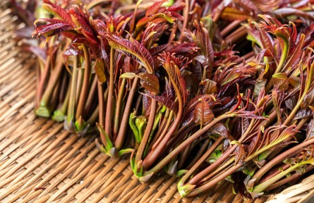 香椿美味營(yíng)養(yǎng)好卻含有亞硝酸鹽？ 吃香椿前，千萬(wàn)別忘記這一步