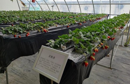 北京昌平86個草莓品種進行試種篩選，豐富品類助農(nóng)增收