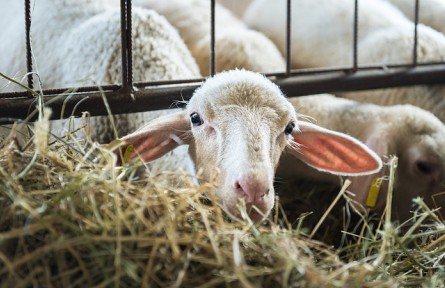 科技名詞 | 飼料添加劑預混料 feed additive premix