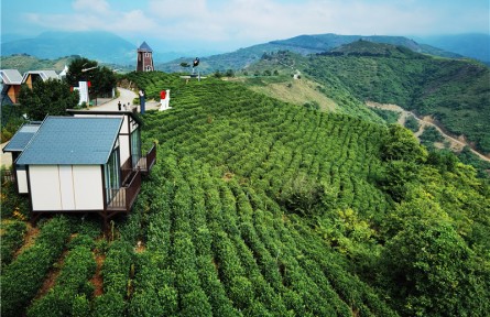 六條措施抓好春季茶園管理