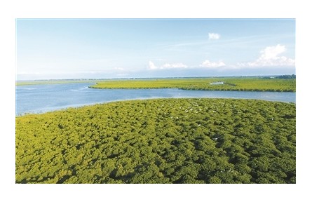 我國紅樹林面積持續(xù)增加