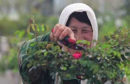 山東煙臺萊州市：“小月季”做成大產(chǎn)業(yè) 助力鄉(xiāng)村振興