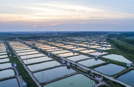 山東省濱州市博興縣：打造“聯(lián)合體” 激活鄉(xiāng)村振興新動(dòng)能