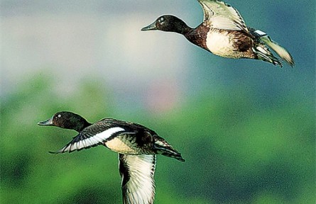 青頭潛鴨：晉升為“國寶”的鳥中運(yùn)動(dòng)健將