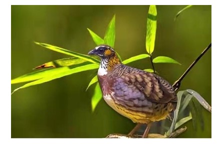 物種故事 | 四川山鷓鴣：“鳥類大熊貓” 營巢智慧高