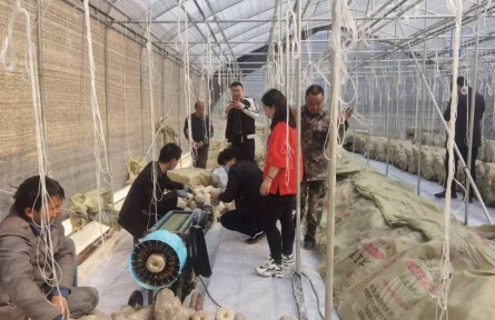 陜西柞水縣鳳凰鎮(zhèn)：木耳產(chǎn)業(yè)成為農(nóng)民增收致富的“金鑰匙”