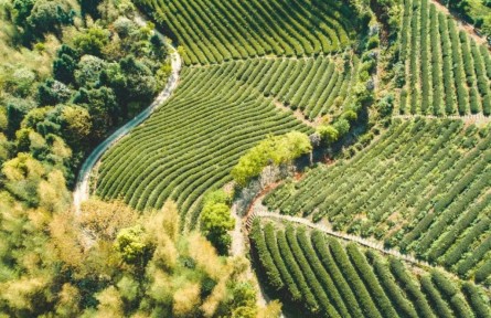 福建：數(shù)字化賦能茶產業(yè) 讓閩北茶葉更香