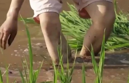 福建延平：“花稻輪作”讓農閑田變“增收田”