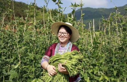 全國三八紅旗手標兵楊寧：帶領大苗山鄉(xiāng)親過上更紅火的日子