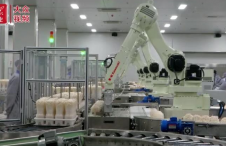 山東濟寧鄒城市：草莓按揭種 蘑菇“云上”采