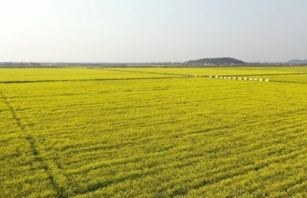 湖北武漢經開區(qū)：無人機飛防助力8000多畝油菜穩(wěn)產增收