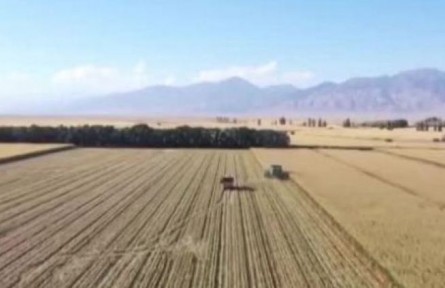 新疆兵團(tuán)：抓好農(nóng)業(yè)生產(chǎn) 促進(jìn)鄉(xiāng)村振興