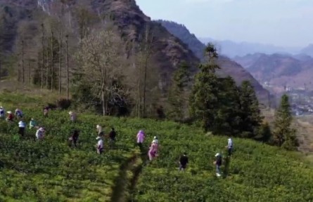 貴州：各地茶園吐新綠 春茶采摘正當時