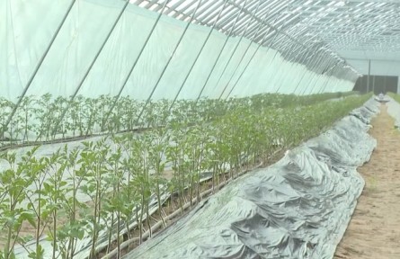 新疆兵團(tuán)：抓好農(nóng)業(yè)生產(chǎn) 促進(jìn)鄉(xiāng)村振興