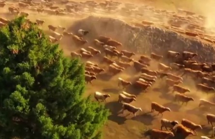 新疆：七百萬牲畜開始春季轉(zhuǎn)場