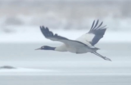 湖北陽新網(wǎng)湖濕地：春江水暖 鳥兒自在游