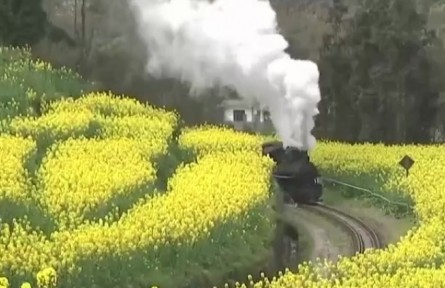 四川：春日里的嘉陽小火車