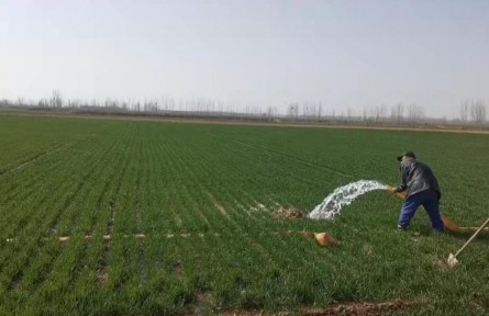 河南498萬畝農(nóng)田“暢飲”黃河水