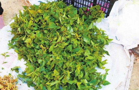 快，來云南吃春菜嘍！