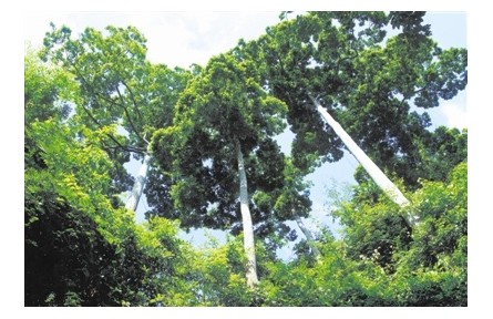 物種故事 | 望天樹：熱帶雨林中的“巨人”