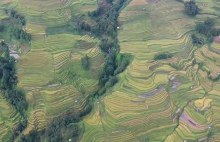 云南元陽：打造“綠色食品牌” 引領農(nóng)業(yè)高質(zhì)量發(fā)展