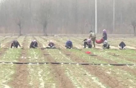 北京：搶抓農(nóng)時種菜忙 保障首都“菜籃子”