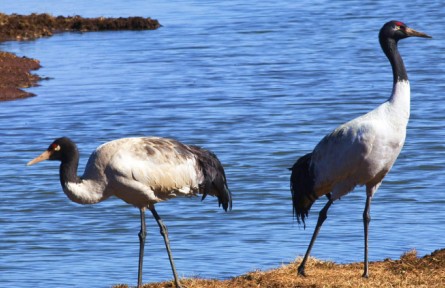《大美中國·春天系列》貴州黑頸鶴