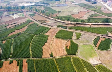 江西豐城：種好油茶樹(shù) 拓寬致富路