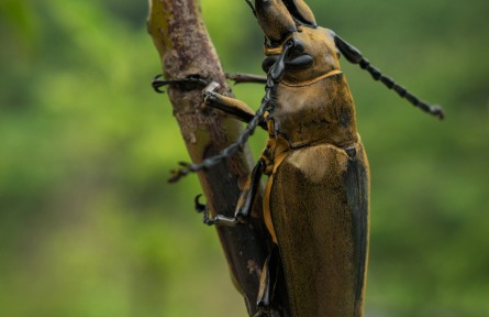 物種故事 | 威氏三櫛牛：沒想到吧？我居然是護妻狂魔！