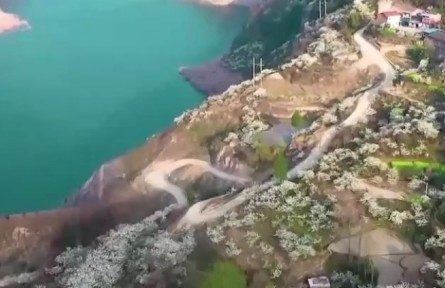 江蘇南京：幕府山下長江畔 櫻花簇簇迎春來