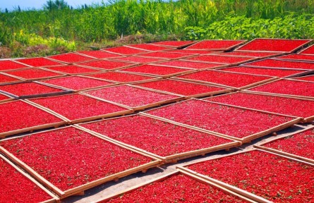新疆兵團：品雙河 瓜果飄香物產美
