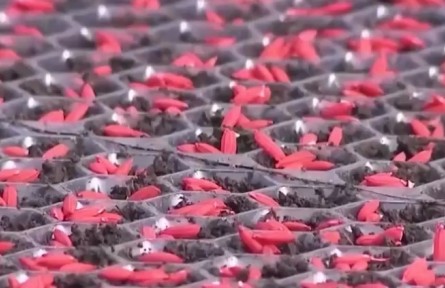 黑龍江：智能化浸種催芽 提高水稻單產(chǎn)