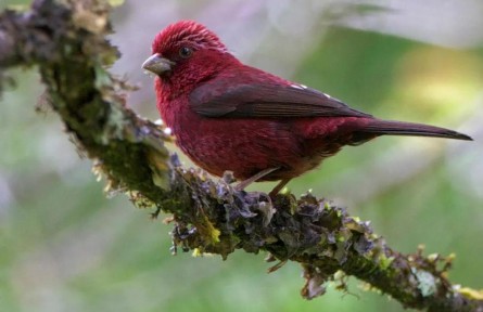 物種故事 | 酒紅朱雀：我沒醉，我真的“屬”朱雀！