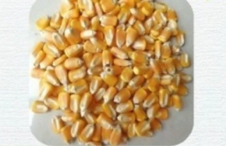 購買種子應(yīng)注意什么