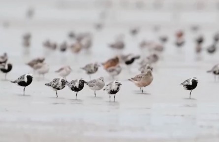 多措并舉使我國多數(shù)鳥類種群恢復(fù)性增長