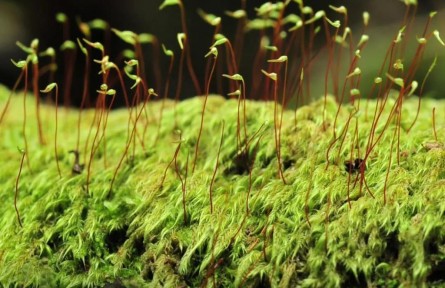 物種故事 | 毛葉梳蘚：豆芽？小草？其實(shí)我是最難辨認(rèn)的苔蘚