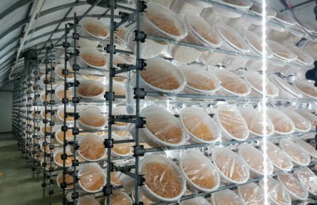 科學(xué)種糧·智能育菇·數(shù)字養(yǎng)魚(yú)——一個(gè)國(guó)家現(xiàn)代農(nóng)業(yè)示范區(qū)的轉(zhuǎn)型見(jiàn)聞