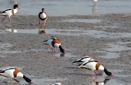 天津：西西海濕地繪出新畫(huà)卷 盡展生態(tài)之美