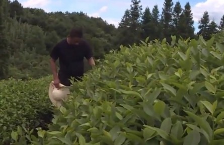 福建武夷山：延伸茶產(chǎn)業(yè)鏈 助力茶農(nóng)增收