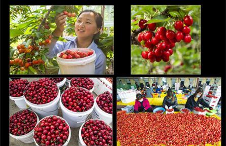 山東省濰坊市臨朐縣：大櫻桃爭當百億級果業(yè)產(chǎn)業(yè)“急先鋒”