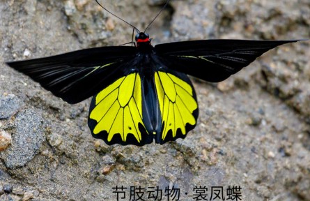 物種故事 | 裳鳳蝶：華美驚艷在破繭成蝶時(shí)