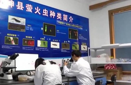 四川青神：螢火蟲迎來觀賞期 綠色產(chǎn)業(yè)帶動(dòng)農(nóng)民增收