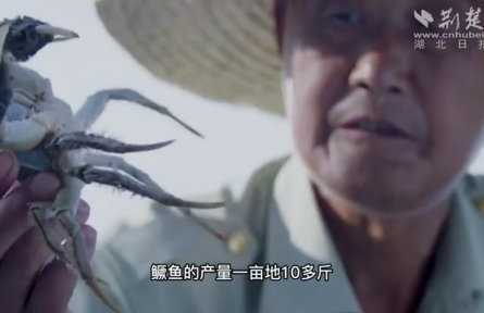 青年創(chuàng)業(yè)先鋒王華斌：辭掉“鐵飯碗” 回鄉(xiāng)培養(yǎng)新農(nóng)人