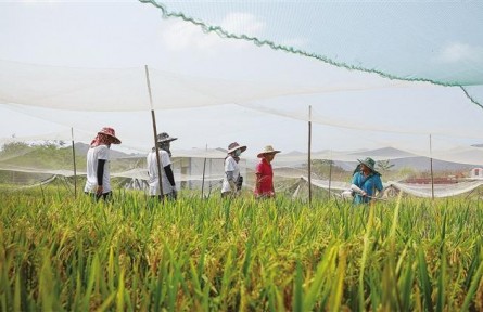 種業(yè)問題調查